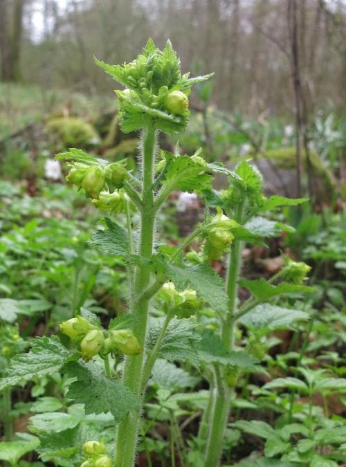 vårflenört Scrophularia vernalis