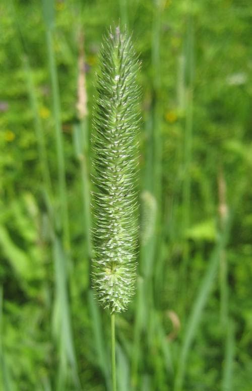 vanlig timotej Phleum pratense subsp. pratense