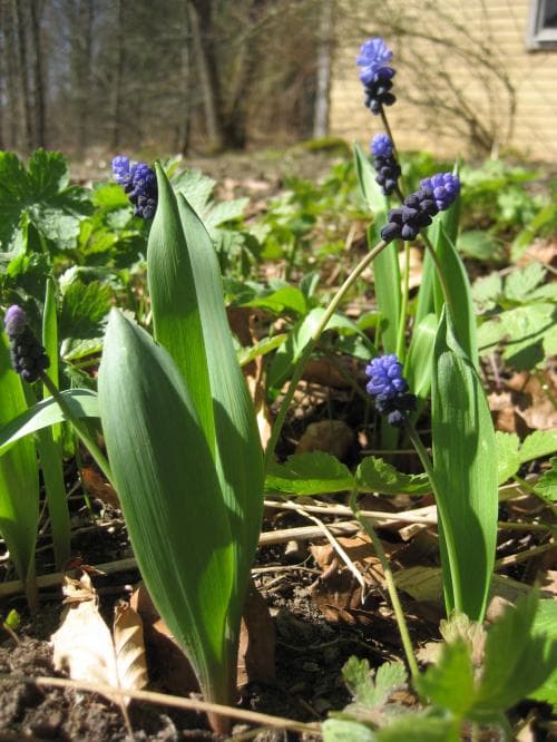 bredbladig pärlhyacint Muscari latifolium