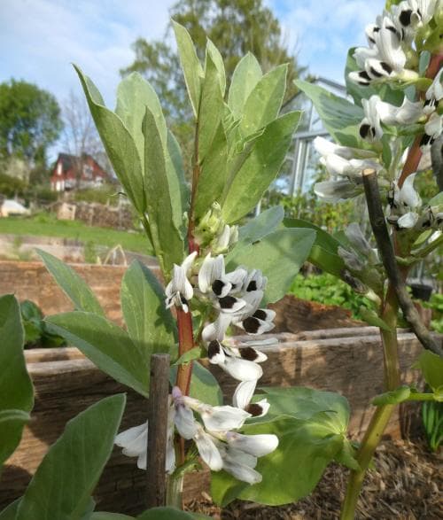 bondböna Vicia faba