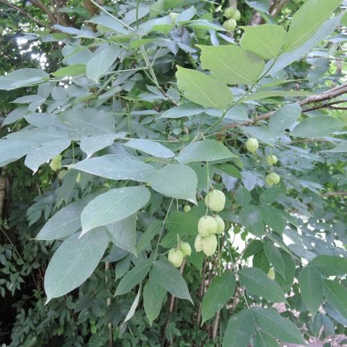 pimpernöt Staphylea pinnata