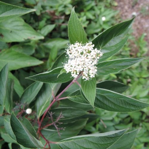 videkornell Cornus sericea