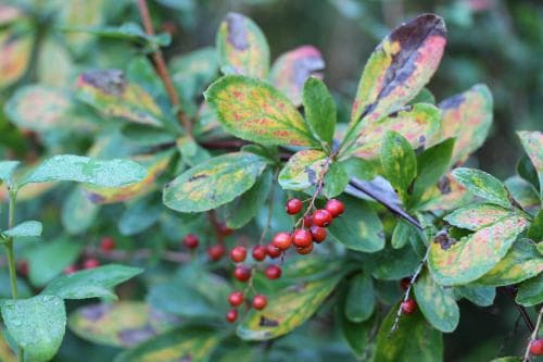 koreansk berberis Berberis koreana