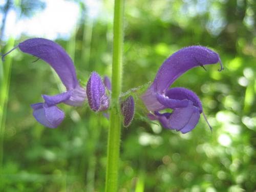 ängssalvia Salvia pratensis