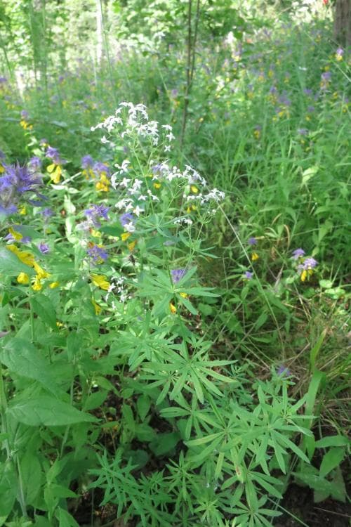 slöjmåra Galium schultesii