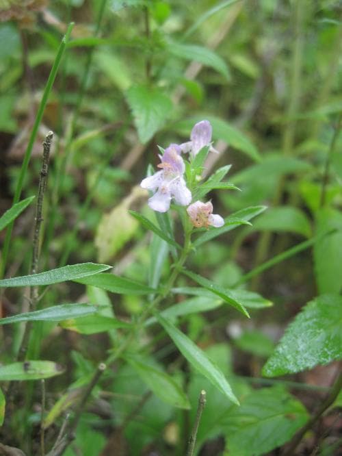 stenkyndel Clinopodium nepeta