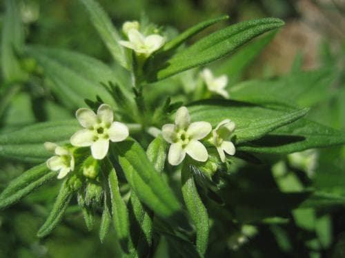 stenfrö Lithospermum officinale