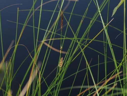 trådstarr Carex lasiocarpa