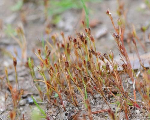 pysslingtåg Juncus minutulus