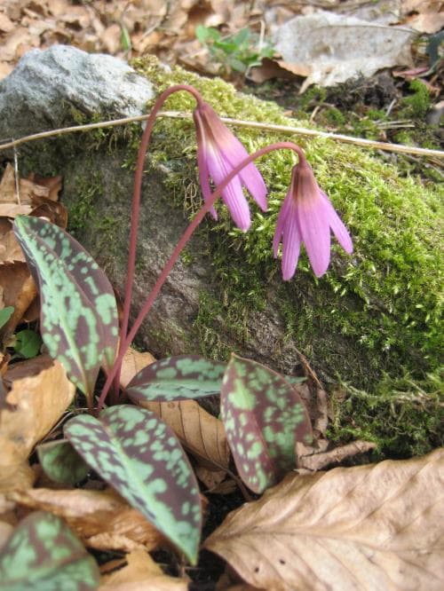 hundtandslilja Erythronium dens-canis