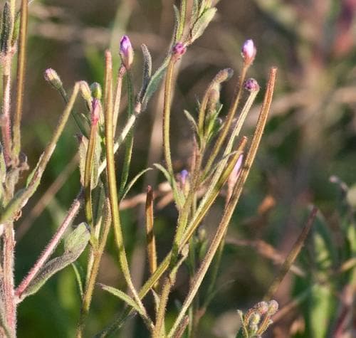 luddunört Epilobium parviflorum