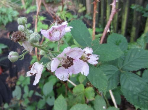 armeniskt björnbär Rubus armeniacus