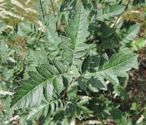 finnoxel Sorbus hybrida