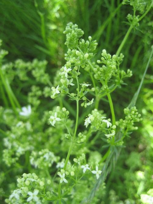 vanlig stormåra Galium mollugo subsp. erectum