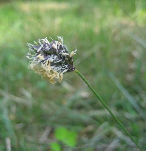 älväxing Sesleria uliginosa