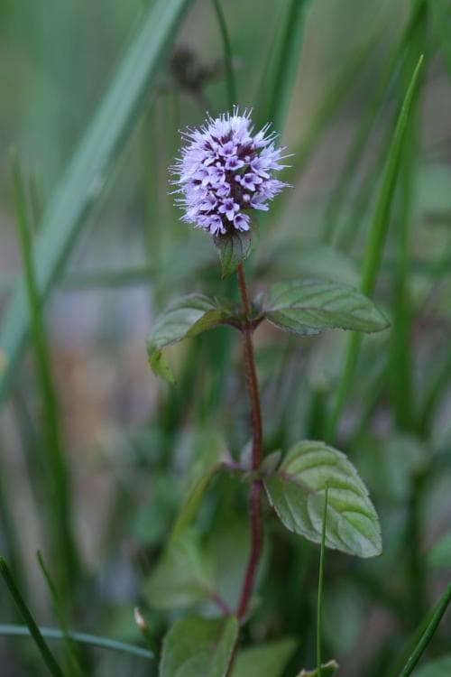 strandmynta Mentha aquatica subsp. litoralis