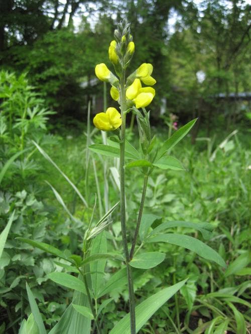 lupinväppling Thermopsis montana