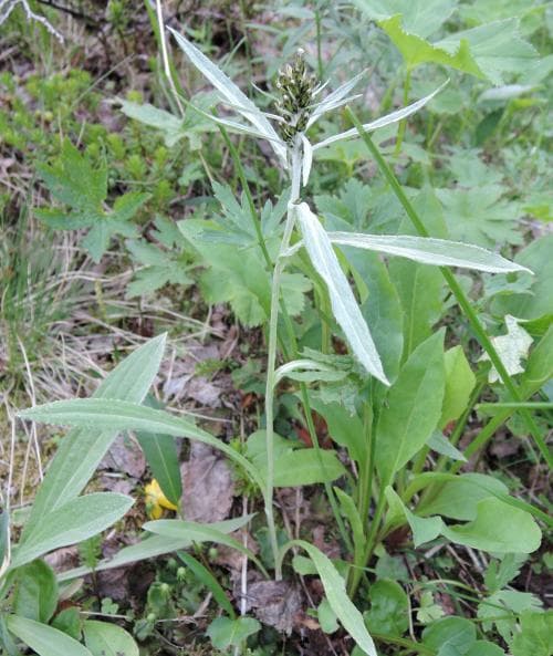 norsknoppa Gnaphalium norvegicum