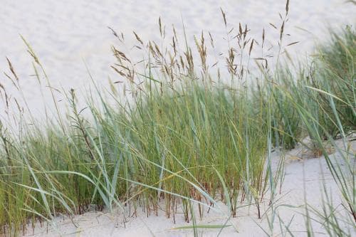 gråsvingel Festuca arenaria