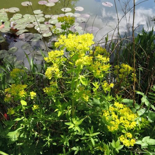 kärrtörel Euphorbia palustris