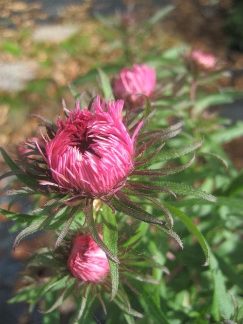 luktaster Symphyotrichum novae-angliae