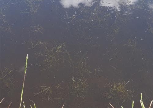 knölnate Potamogeton trichoides