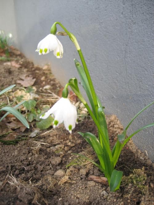 vanlig snöklocka Leucojum vernum var. vernum
