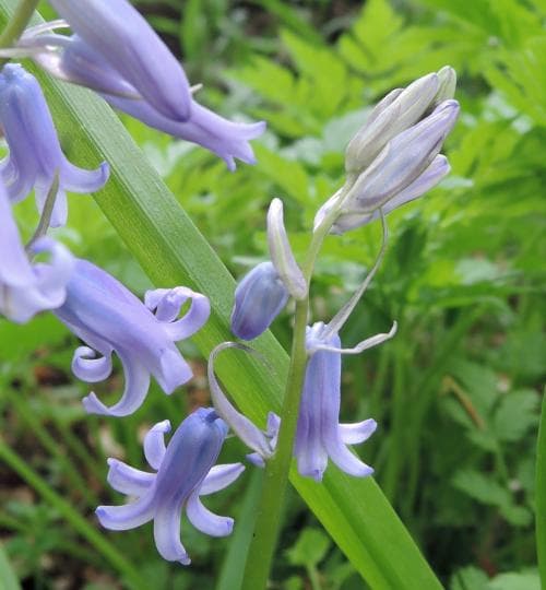 engelsk klockhyacint Hyacinthoides non-scripta