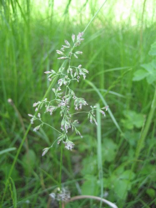 vanligt ängsgröe Poa pratensis subsp. pratensis