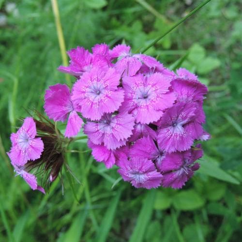 borstnejlika Dianthus barbatus