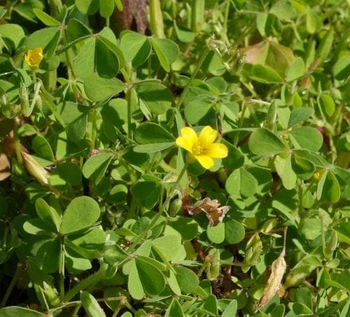 prärieoxalis Oxalis dillenii