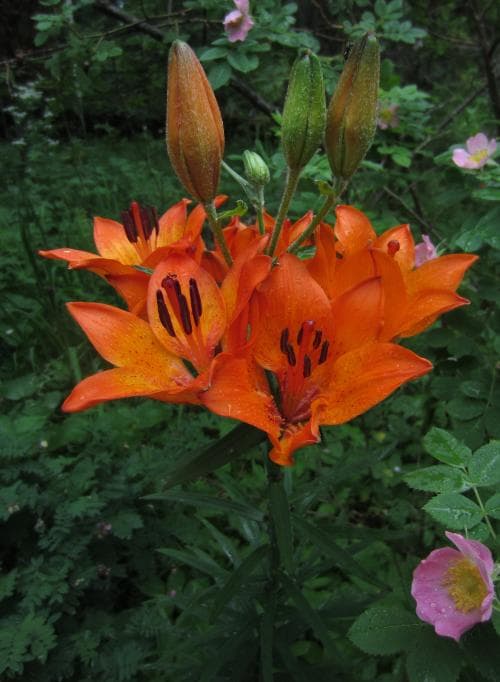 vanlig brandlilja Lilium bulbiferum var. bulbiferum
