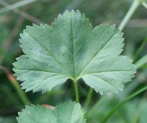 trubbdaggkåpa Alchemilla plicata