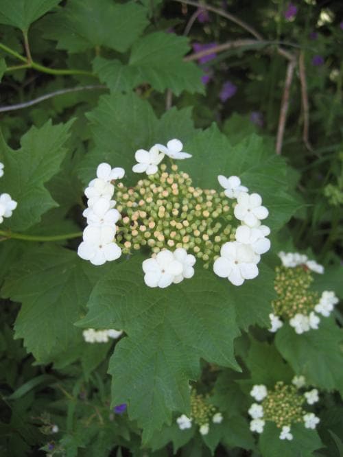 olvon Viburnum opulus