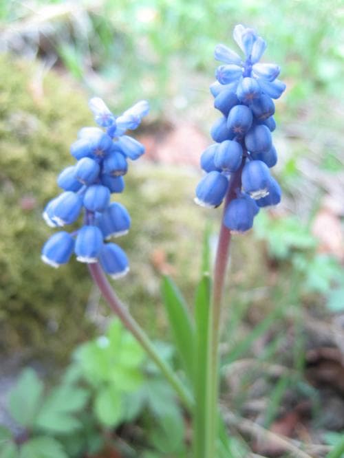 pärlhyacint Muscari botryoides