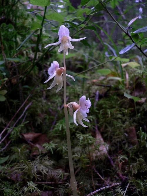 skogsfru Epipogium aphyllum