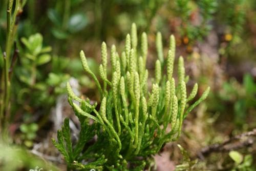 finnlummer Lycopodium complanatum subsp. montellii