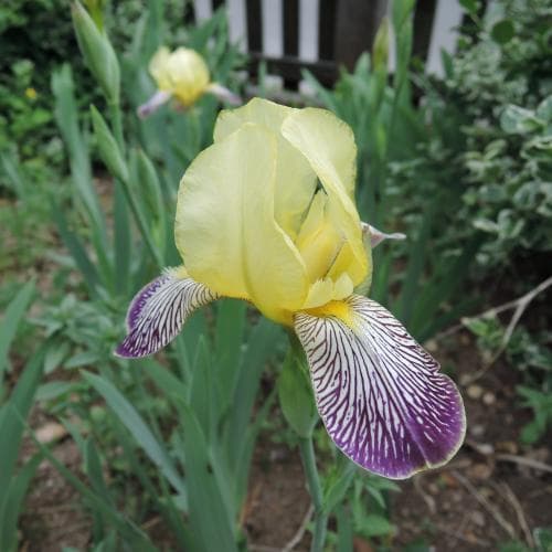 skäggiris Iris variegata