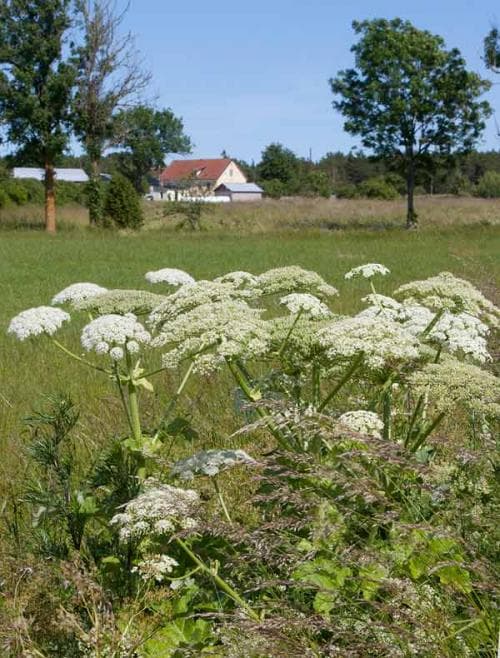 hörsneloka Heracleum platytaenium
