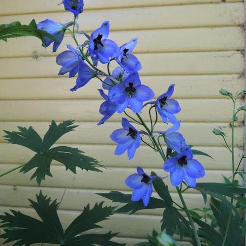 stor riddarsporre Delphinium elatum