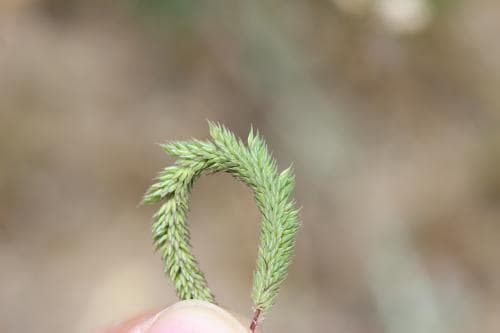 flentimotej Phleum phleoides