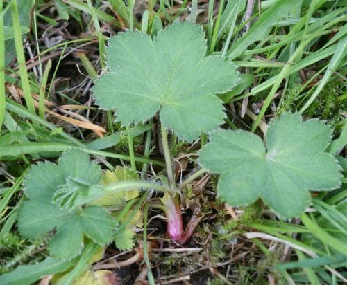 späddaggkåpa Alchemilla filicaulis var. filicaulis