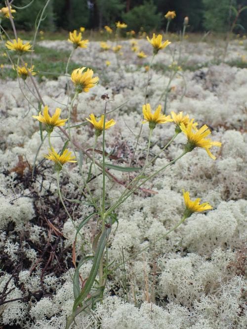 flockfibbla Hieracium umbellatum