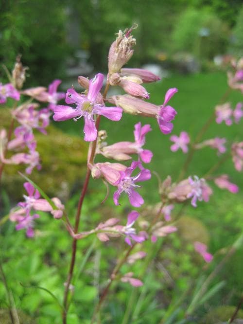 vanligt tjärblomster Viscaria vulgaris subsp. vulgaris