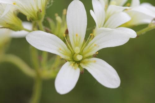 mandelblomma Saxifraga granulata