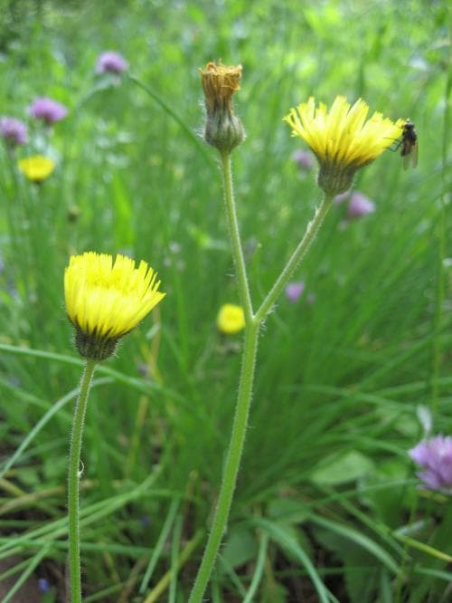 gisselfibbla Pilosella flagellaris