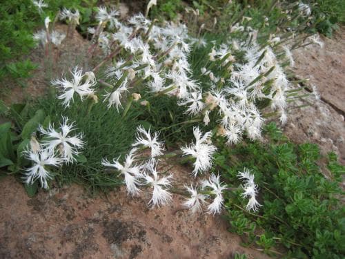 skånsk sandnejlika Dianthus arenarius subsp. arenarius