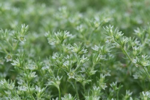 åkerknavel Scleranthus annuus subsp. annuus