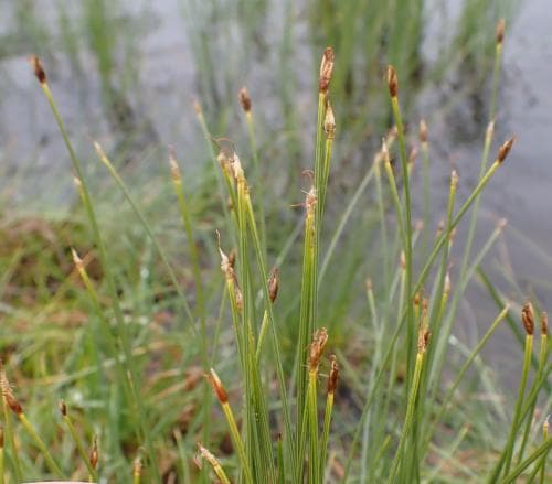 vanlig tuvsäv Trichophorum cespitosum subsp. cespitosum