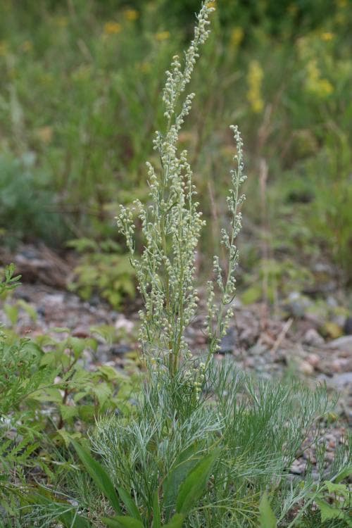 bottnisk malört Artemisia campestris subsp. bottnica